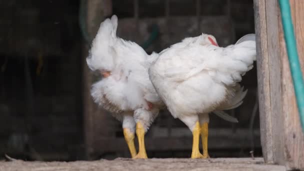 Hen Feeding Traditional Rural Barnyard Domestic Chicken Standing Barn Free — ストック動画