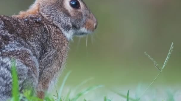 Серый Заяц Ест Траву Летнем Поле Дикий Кролик Природе — стоковое видео