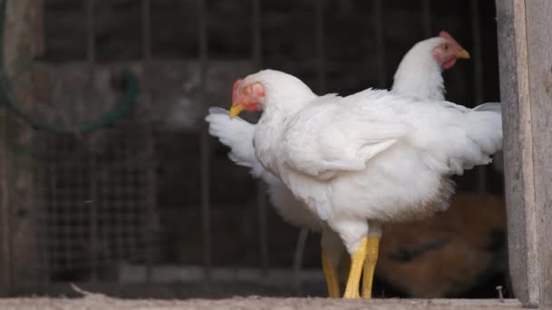 Hen Feeding Traditional Rural Barnyard Domestic Chicken Standing Barn Free — Αρχείο Βίντεο