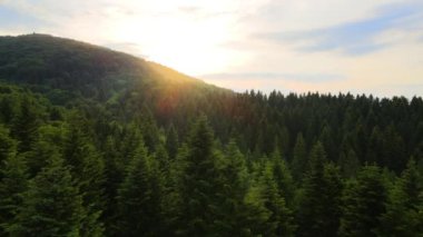 Gün batımında dağ tepelerini kaplayan koyu ladin ağaçlı yeşil çam ormanlarının hava manzarası. Yukarıdan orman manzarası yok.