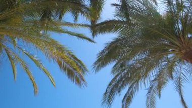 Güzel yeşil hindistan cevizi palmiyeleri mavi gökyüzüne karşı tropikal sahilde rüzgarda sallanıyor. Yaz tatili kavramı.