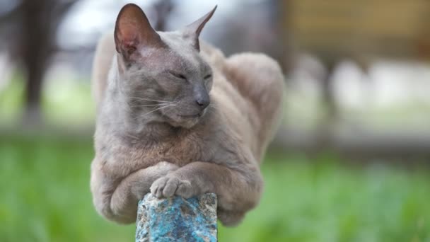 Grande Cinza Irritado Olhando Esfinge Raça Gato Vadio Descansando Steet — Vídeo de Stock