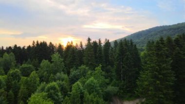 Gün batımında dağ tepelerini kaplayan koyu ladin ağaçlı yeşil çam ormanlarının hava manzarası. Yukarıdan orman manzarası yok.