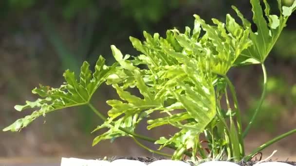 Κοντινό Πλάνο Του Φυτού Aloe Vera Μεγάλα Πράσινα Φύλλα Μεγαλώνουν — Αρχείο Βίντεο