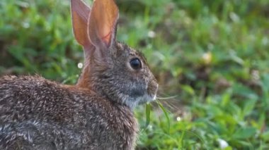 Gri küçük tavşan yaz tarlasında ot yiyor. Vahşi tavşan doğada.