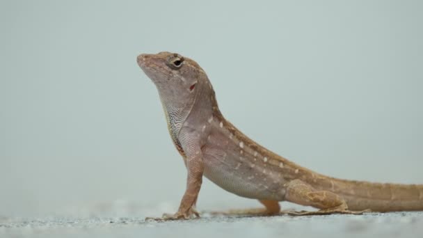 햇살에는 혼자서 날으는 도마뱀 엄청나게 있습니다 플로리다주에 서식하는 파충류 Anolis — 비디오