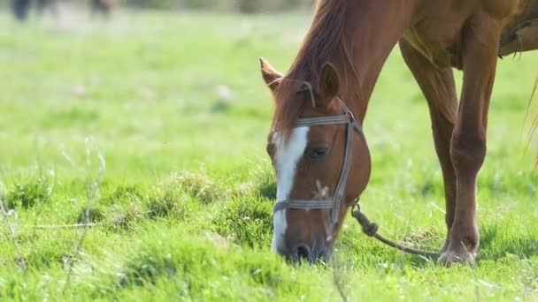 Caballo Castaño Delgado Comiendo Hierba Mientras Pastorea Pastizales Granja — Vídeos de Stock