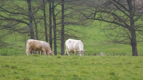 Білі Ясні Корови Пасуться Зеленій Фермі Літній День Годування Худоби — стокове відео