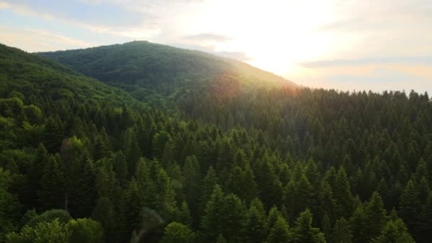 Widok Lotu Ptaka Zielony Las Sosnowy Ciemnymi Świerkami Pokrywającymi Wzgórza — Wideo stockowe