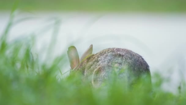 Grå Liten Hare Äter Gräs Sommarfältet Vilda Kaniner Naturen — Stockvideo