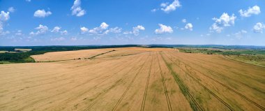 Sarı ekili tarla manzarası açık yaz gününde olgunlaşmış buğdayla birlikte..
