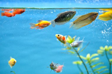 Derin mavi su akvaryumunda yeşil tropikal bitkilerle yüzen renkli egzotik balıklar..