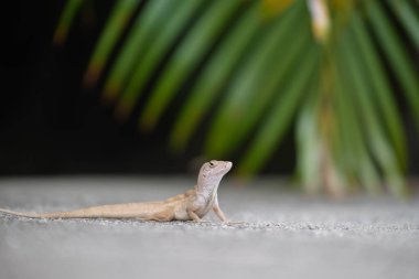Makro, yaz güneşinde ısınan kertenkeleye yakın çekim. Anolis sagrei, Florida 'da yaşayan küçük bir sürüngen..