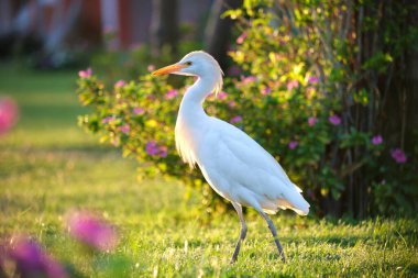Beyaz sığır balıkçıl kuşu, ayrıca yazın yeşil çimlerde yürüyen Bubulcus Ibis olarak da bilinir..