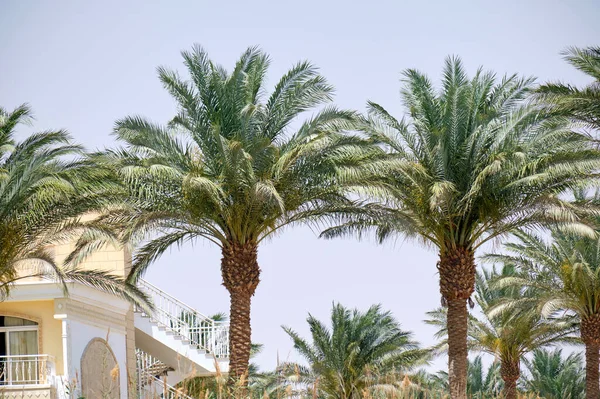 Yeşil Hindistan Cevizi Palmiyeleri Rüzgarda Sallanıyor Tropikal Sahilde Mavi Gökyüzüne — Stok fotoğraf