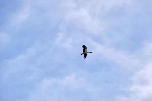 Stork Bird Spread Wings Flying Soaring High Blue Sky — Fotografia de Stock