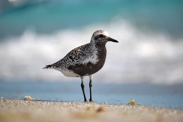 Fekete Bellied Plover Vadon Élő Tengeri Madár Keres Élelmiszer Tengerparton — Stock Fotó