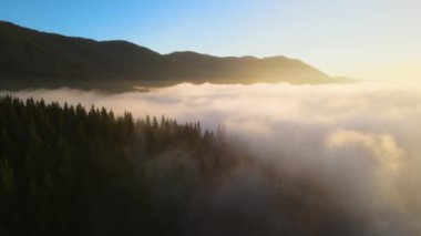 Parlak günbatımında karanlık çam ağaçları üzerinde sisli bir akşamın havadan görüntüsü. Şafakta vahşi dağ ormanlarının inanılmaz manzarası.