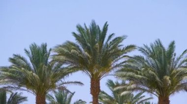 Güzel yeşil hindistan cevizi palmiyeleri mavi gökyüzüne karşı tropikal sahilde rüzgarda sallanıyor. Yaz tatili kavramı.