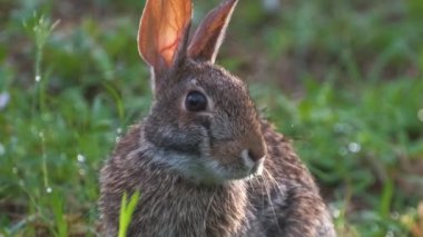 Gri küçük tavşan yaz tarlasında ot yiyor. Vahşi tavşan doğada.
