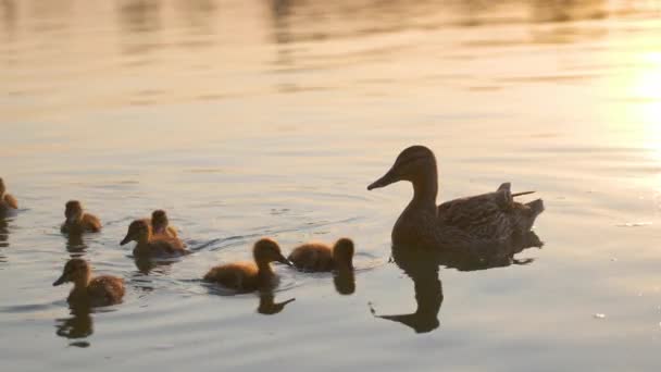 Wilde Eend Familie Van Moeder Vogel Haar Kuikens Zwemmen Meer — Stockvideo
