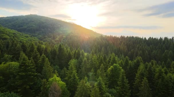 Vista Aérea Pinhal Verde Com Árvores Abeto Escuro Cobrindo Colinas — Vídeo de Stock