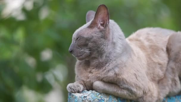 Grande Cinza Irritado Olhando Esfinge Raça Gato Vadio Descansando Steet — Vídeo de Stock