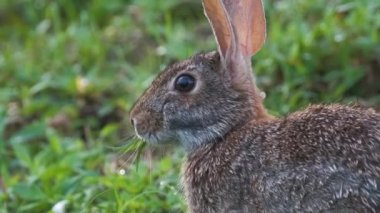 Gri küçük tavşan yaz tarlasında ot yiyor. Vahşi tavşan doğada.