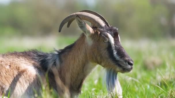 Cabra Lechera Doméstica Con Barba Larga Cuernos Que Descansan Sobre — Vídeos de Stock