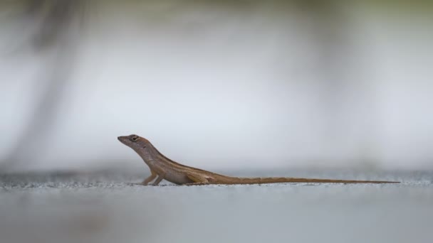 Macro Closeup Blown Alone Lizard Warming Summer Sun Anolis Sagrei — Stock Video