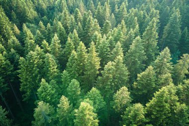 Koyu ladin ağaçlı yeşil çam ormanının havadan görünüşü. Yukarıdan orman manzarası yok.