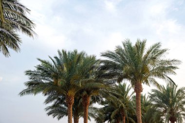 Mavi gökyüzüne karşı tropik sahilde güzel yeşil hindistan cevizi palmiyeleri. Yaz tatili kavramı.
