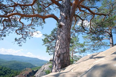 Big old pine tree growing on rocky mountain top under blue sky on summer mountain view background.
