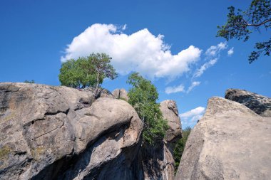 Big old pine tree growing on rocky mountain top under blue sky on summer mountain view background.
