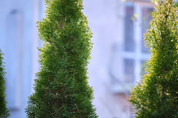 Evergreen decorative thuja trees growing in front of the house or in backyard. Gardening and landscaping concept.