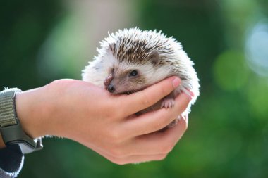 İnsan elleri yaz günü dışarıda küçük bir Afrika kirpisi tutuyor. Evcil hayvan bakımı ve evcil hayvan bakımı..
