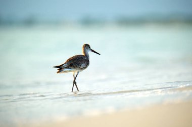 Large-Billed Dowitcher wild sea bird looking for food on seaside in summer.
