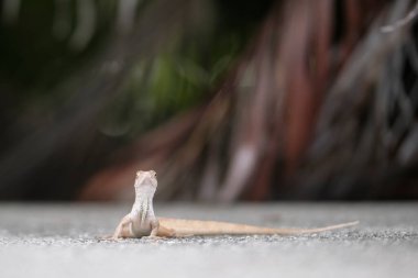 Makro, yaz güneşinde ısınan kertenkeleye yakın çekim. Anolis sagrei, Florida 'da yaşayan küçük bir sürüngen..