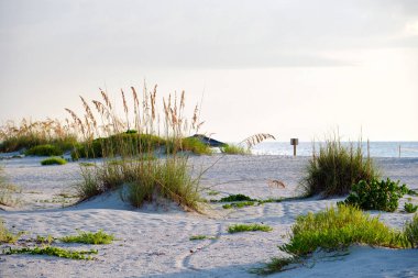 Seaside beach with small sand dunes and grassy vegetation on warm summer evening.