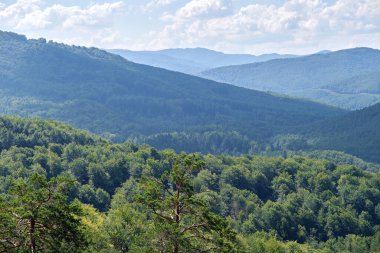 Summer mountains landscape. Panorama of thick wood of evergreen trees growing on mountain ridges.