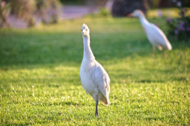 Beyaz sığır balıkçıl kuşu, ayrıca yazın yeşil çimlerde yürüyen Bubulcus Ibis olarak da bilinir..