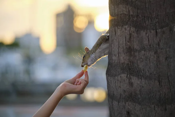 Human hand feeding beautiful wild gray squirrel in summer town park.