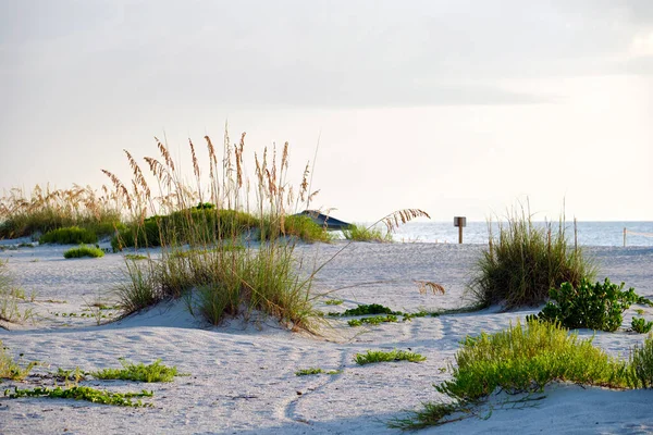 Seaside beach with small sand dunes and grassy vegetation on warm summer evening.