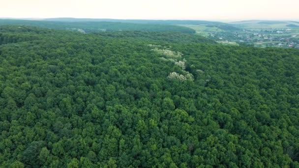 夏に高密度の木キャノピーと濃い緑豊かな森の空中ビュー — ストック動画