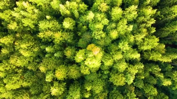 Luftaufnahme Eines Grünen Kiefernwaldes Mit Dunklen Fichten Nördliche Waldlandschaft Von — Stockvideo