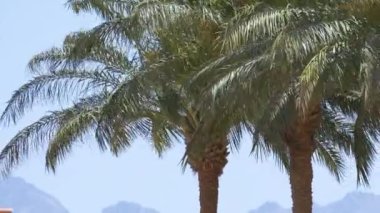 Güzel yeşil hindistan cevizi palmiyeleri mavi gökyüzüne karşı tropikal sahilde rüzgarda sallanıyor. Yaz tatili kavramı.