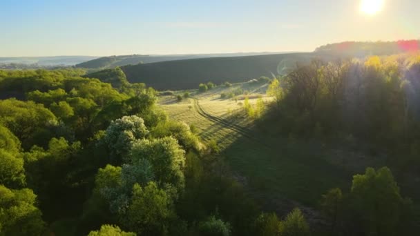 Luchtfoto Van Bos Met Verse Groene Bomen Het Vroege Voorjaar — Stockvideo