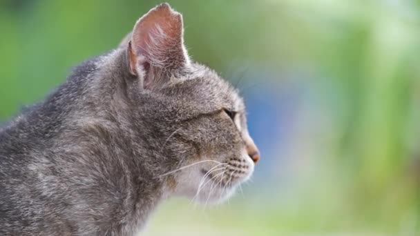 夏天的时候 大灰猫在户外的脚踏上休息 — 图库视频影像