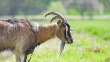 Uzun sakallı, yeşil çayırlarda otlayan yerli süt keçisi. Çiftlik arazilerinde sığır beslemek.