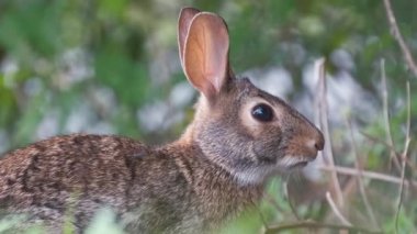 Gri küçük tavşan yaz tarlasında ot yiyor. Vahşi tavşan doğada.